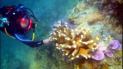 Konservasi Laut Aceh